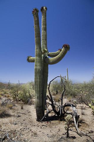 117 Saguaro National Park.jpg